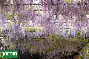 Es una trepadora de crecimiento vigoroso, pero que tarda algunos años en florecer