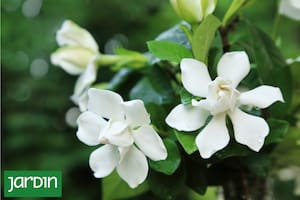 Es una versión enana pero igual de perfumada