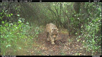 Es vital que haya variabilidad genética para que los yaguaretés puedan prosperar (Foto: Rewilding Argentina)
