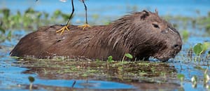 La regla de oro del animal que es amigo de todos y no le teme a nada