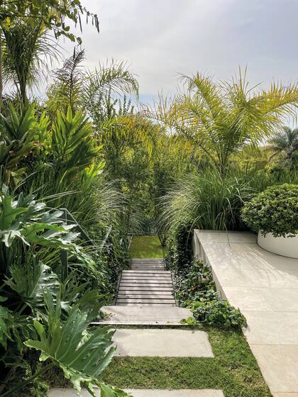 Escalera principal que une la galería y la terraza de césped que se usa como expansión, rodeada por la vegetación exuberante de diferentes texturas compuesta por: Salvia procurrens, Philodendron bipinnatifidum, Hedychium coronarium, Dietes vegeta grandiflora, Pittosporum tobira ‘Nana’ y Syagrus romanzoffiana