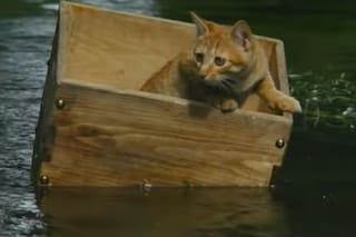 La película empañada por denuncias de maltrato y la duda atroz sobre los gatos que murieron en el rodaje