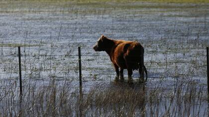 Escena en la ruta 74, entre General Madariaga y Las Armas; la hacienda tiene poco pasto por la inundación