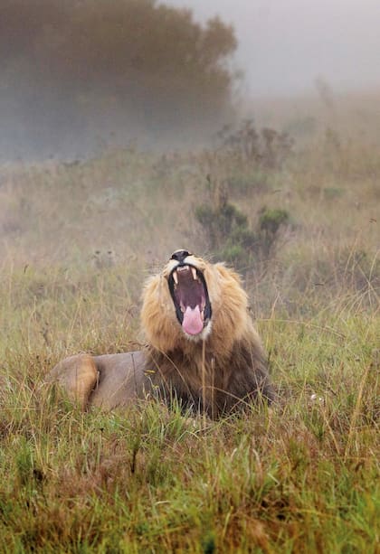 Escenas matutinas del avistaje