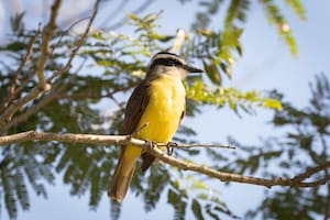 Qué significa escuchar benteveos en tu casa o jardín y por qué es una buena señal