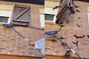 Escucharon ruidos durante varios días detrás de la ventana y quedaron shockeados al ver de qué se trataba