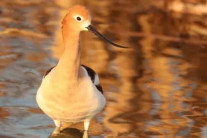 Ese retroceso equivale a la pérdida de unas 40.000 aves por año en la Bahía de San Francisco