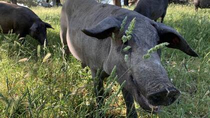 España es conocida por la calidad de sus cerdos de raza ibérica y por el jamón que producen.