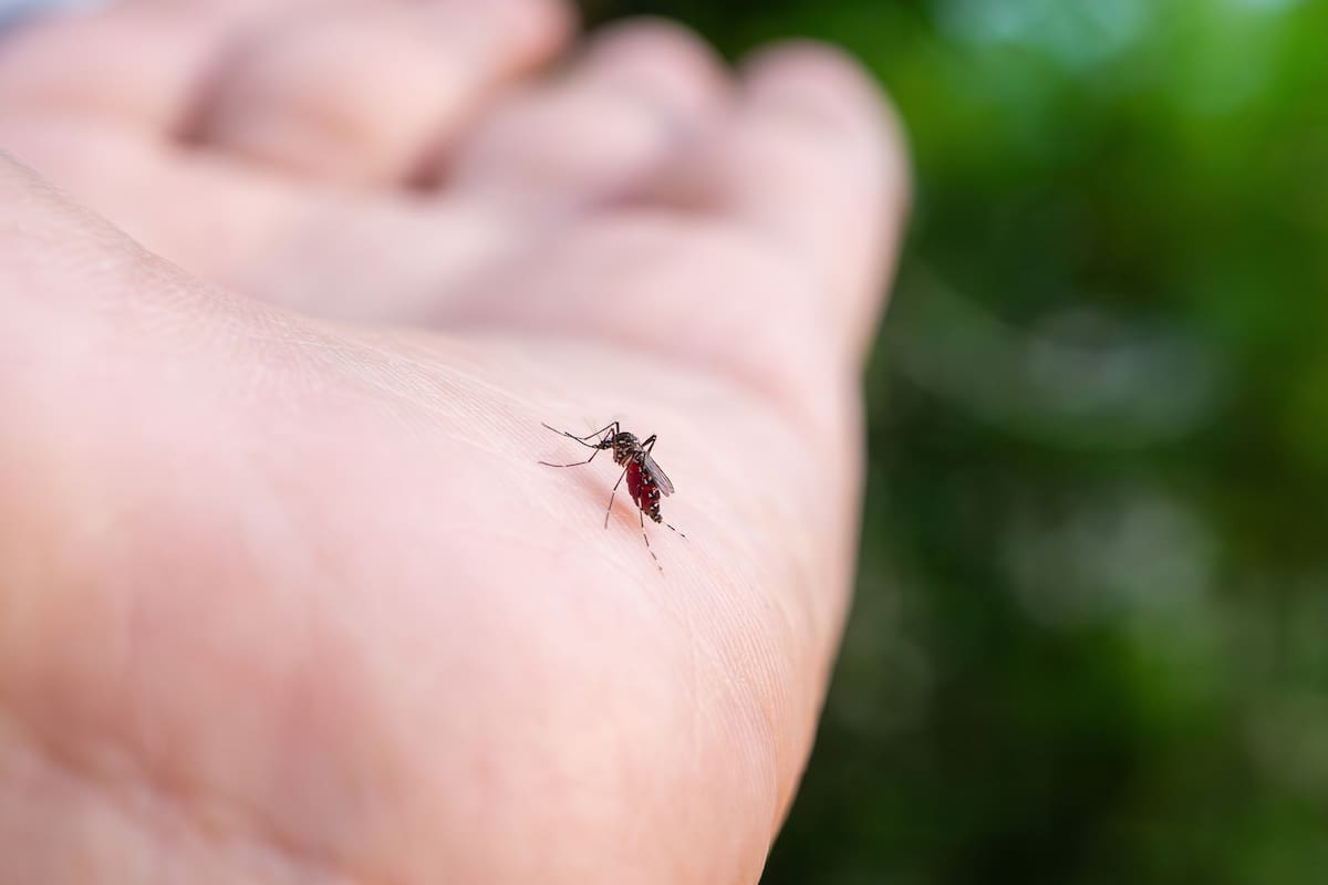 “Repelente de Mosquitos”, uma árvore ideal para plantar no verão que funciona como repelente