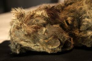Descubren las momias de animales mejor conservadas desde la Edad del Hielo