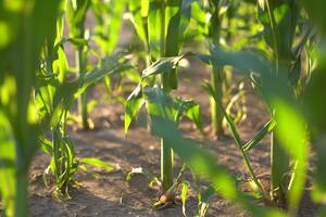 Cuáles son los nuevos modos de acción y estrategias que presentan las compañías