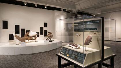 Especialista del museo encontraron la pieza mientras examinaban los núcleos de la tierra. Foto: Museo de Ciencias de Denver