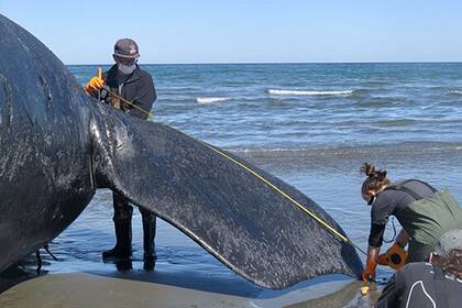 Especialistas analizan los cadáveres de las ballenas en las costas de Puerto Madryn