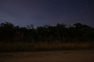 Especialistas buscan recuperar a las luciérnagas en Argentina