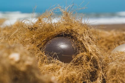 Especialistas en biología del municipio de Pinamar enviarán muestras de estos organismos a un laboratorio para determinar de qué especie se trata