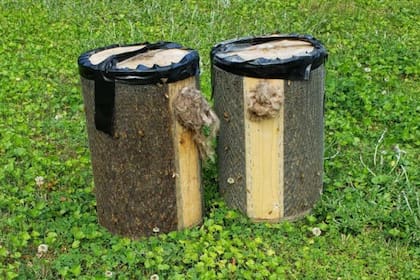 Especialistas retiraron todos los insectos