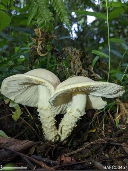 Especie Cercopemyces messii