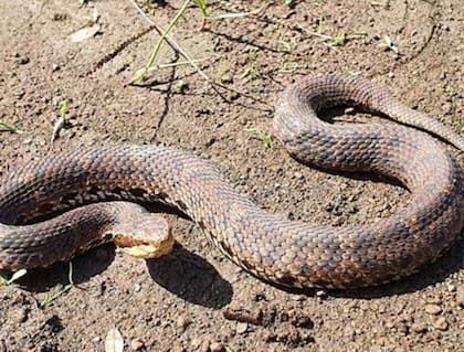 Especie de serpiente endémica de Corea del Sur