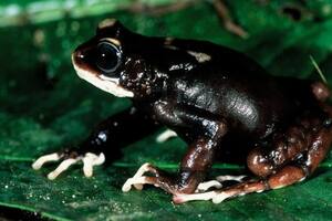 Especie llamada Nectophrynoides uhehe