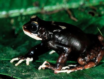 Especie llamada Nectophrynoides uhehe