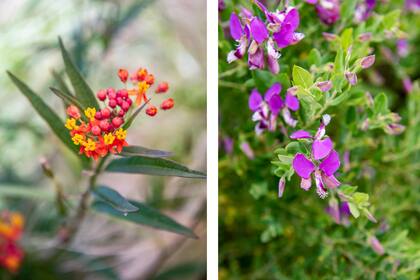 Especies comestibles que fueran ubicadas cerca de la zona de la cocina.