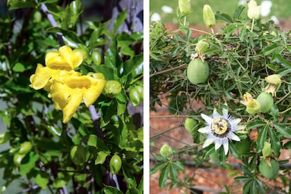 Especies como Dolichandra unguis-cati y Passiflora caerulea permiten cubrir superficies amplias y aportan biodiversidad e interacción con insectos benéficos