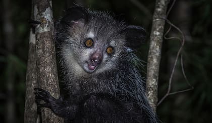 Especies como el Aye-aye podrán ser visitadas en sus hábitats naturales que fueren recreados en el zoológico para mejorar la experiencia (Zoológico del Bronx)