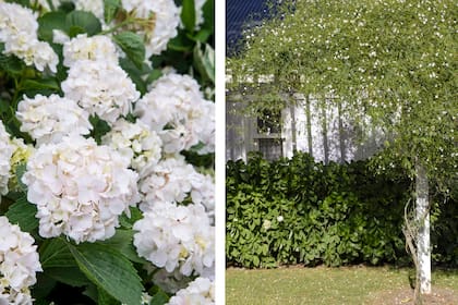 Especies como el jazmín del país (Jasminum officinale) o la hortensia (Hydrangea macrophylla) deben podarse después de florecer, nunca antes