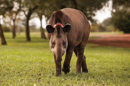 Especies como el tapir han vuelto a habitar zonas donde habían estado ausentes por varias décadas.