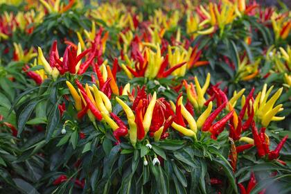 Especies como la Capsicum annuum ‘Chilly Chili’ pueden ofrecer cosechas continuas durante toda la temporada cálida