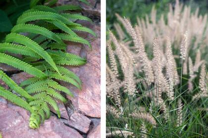 Especies como Thelypteris y Pennisetum orientale kare nos aportan una sensación etérea