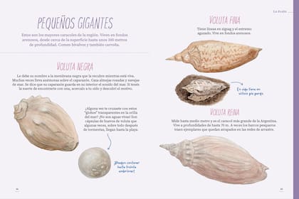 Especies de caracoles de la costa bonaerense