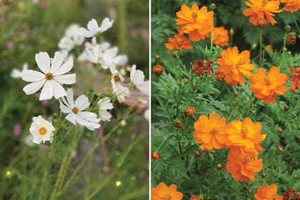 Cosmos bipinnatus (izquierda) y Cosmos sulphureus (derecha)