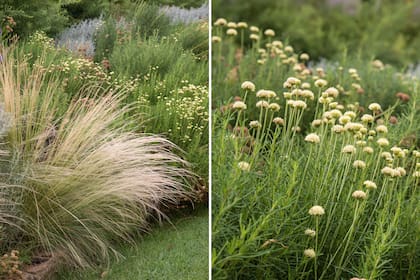 Especies existentes y añadidas se desarrollan en un delicado equilibrio que combina formas, tonalidades y movimiento.