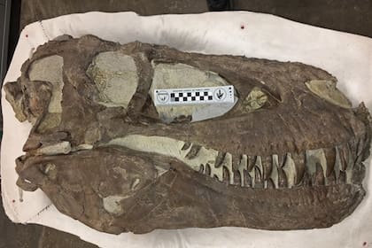 Espécimen de "Hollywood", la misma especie que Teratophoneus, descubierto aproximadamente a dos millas al norte de la "Cantera de Arcoíris y Unicornios" en el Monumento Nacional Grand Staircase-Escalante