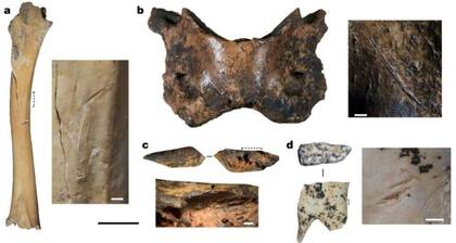 Especímenes de fauna modificados por los denisovanos para transformarse en herramientas encontrados en la cueva