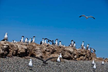 Espectáculo de aves en San Julián