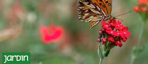 Vuela en ciudades y jardines casi todo el año, pero depende de una planta clave