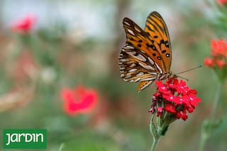 Vuela en ciudades y jardines casi todo el año, pero depende de una planta clave