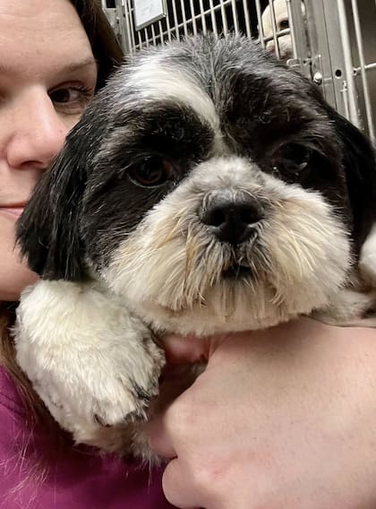 Esperan ser adoptados.