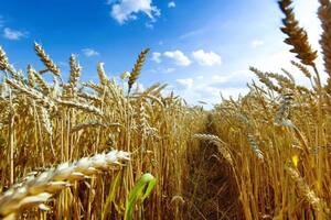 Prevén un crecimiento de la siembra de trigo, pero si se cumple una condición