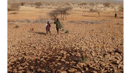 Esperando que el ganado tome agua