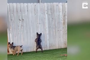 Video: el extraño pasatiempo de estos perros que se viralizó