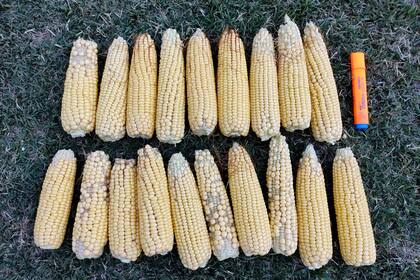 Maíz con deficiente formación de granos