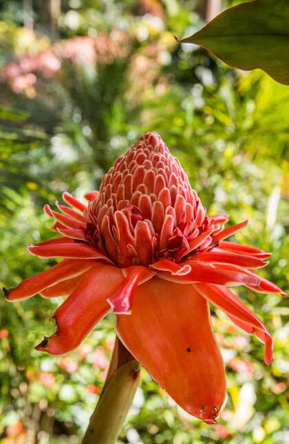 Espléndida rosa de porcelana en Hunte’s Gardens.