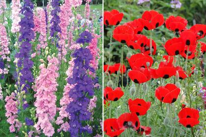 Espuelas de caballero y amapolas, dos de las herbáceas que se siembran en otoño.