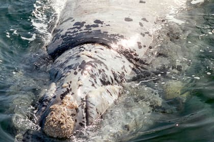 Espuma, la ballena que hacía más de 20 años no veían en las aguas de Península Valdés