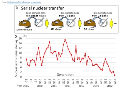 Esquema que muestra el procedimiento para clonar en serie múltiples generaciones a partir del ratón donante original