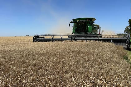 Está a pleno la cosecha