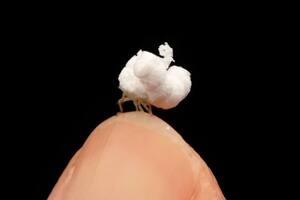 Esta "ninfa" saltarina que pertenece a la familia de los Flatidae parece un pochoclo